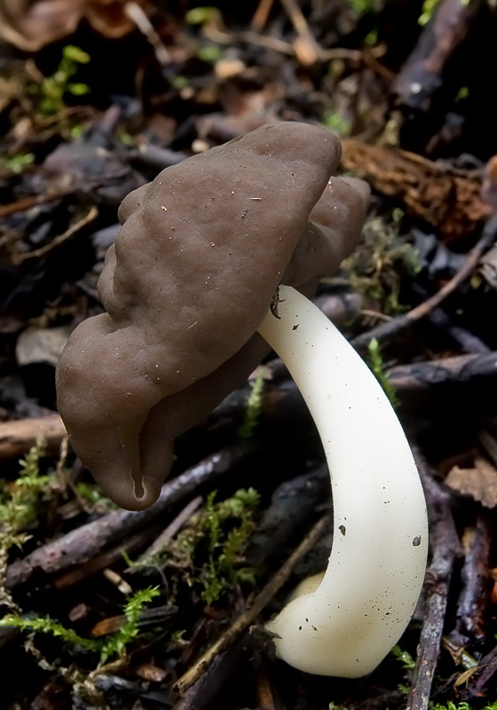 Helvella elastica